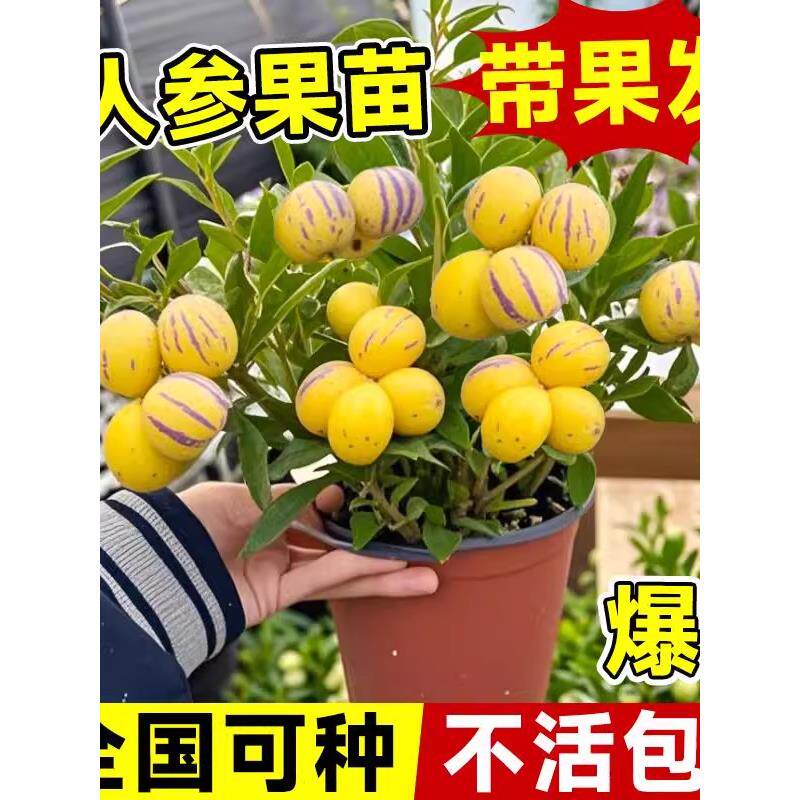 人参果树苗带发盆栽正宗特