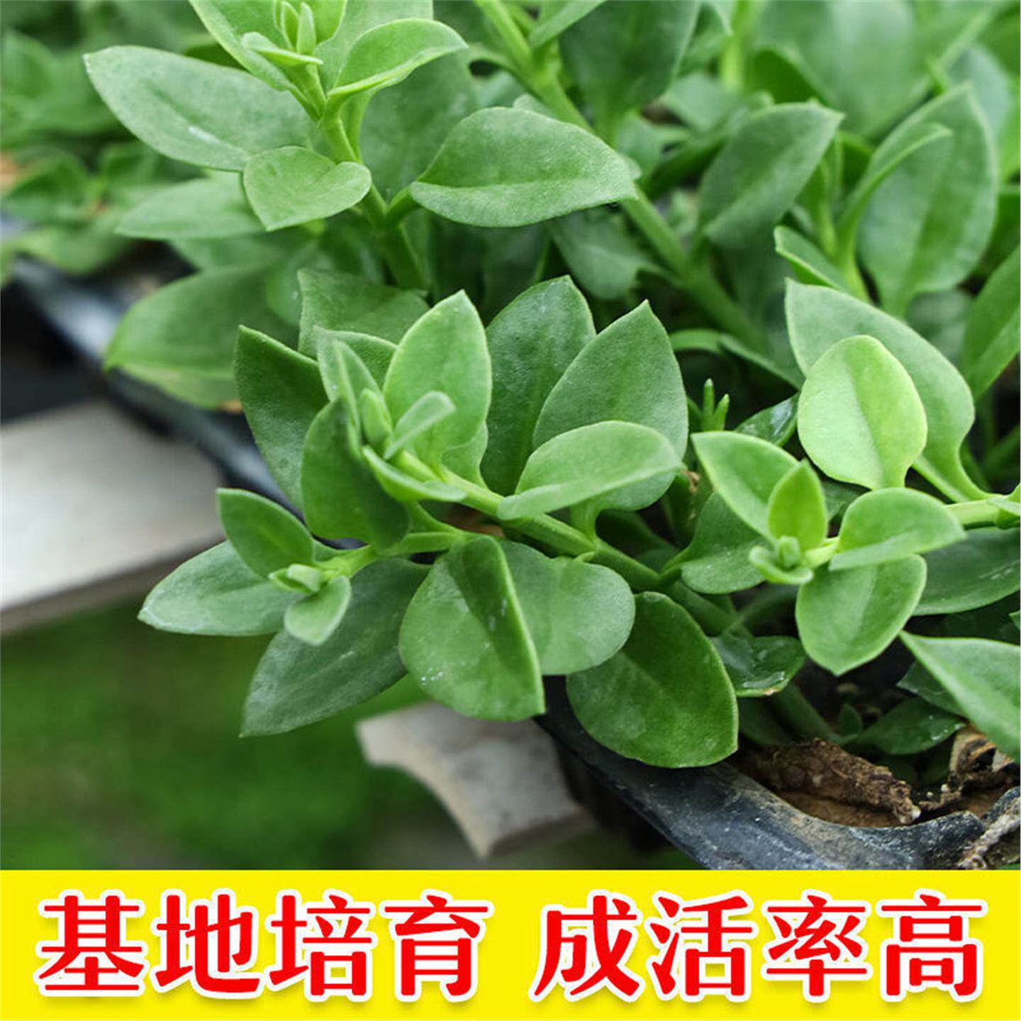 可食用盆栽菜苗秧苗田七花室内活苗正宗四季三七菜苗田七叶新鲜