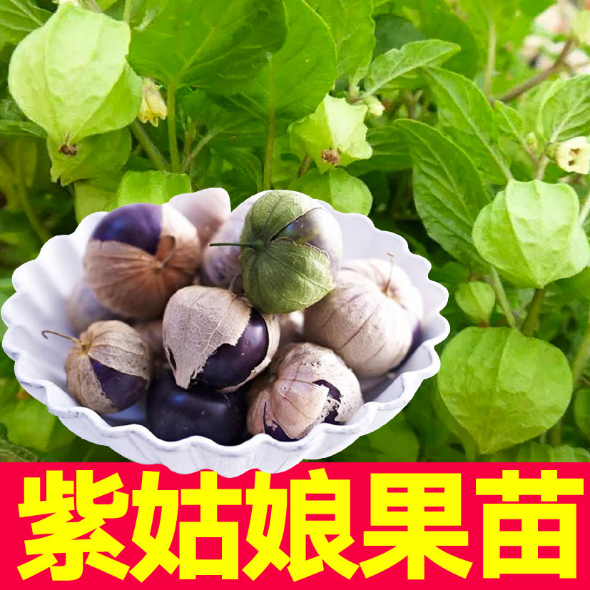 寿光观赏食用紫姑娘果苗秧