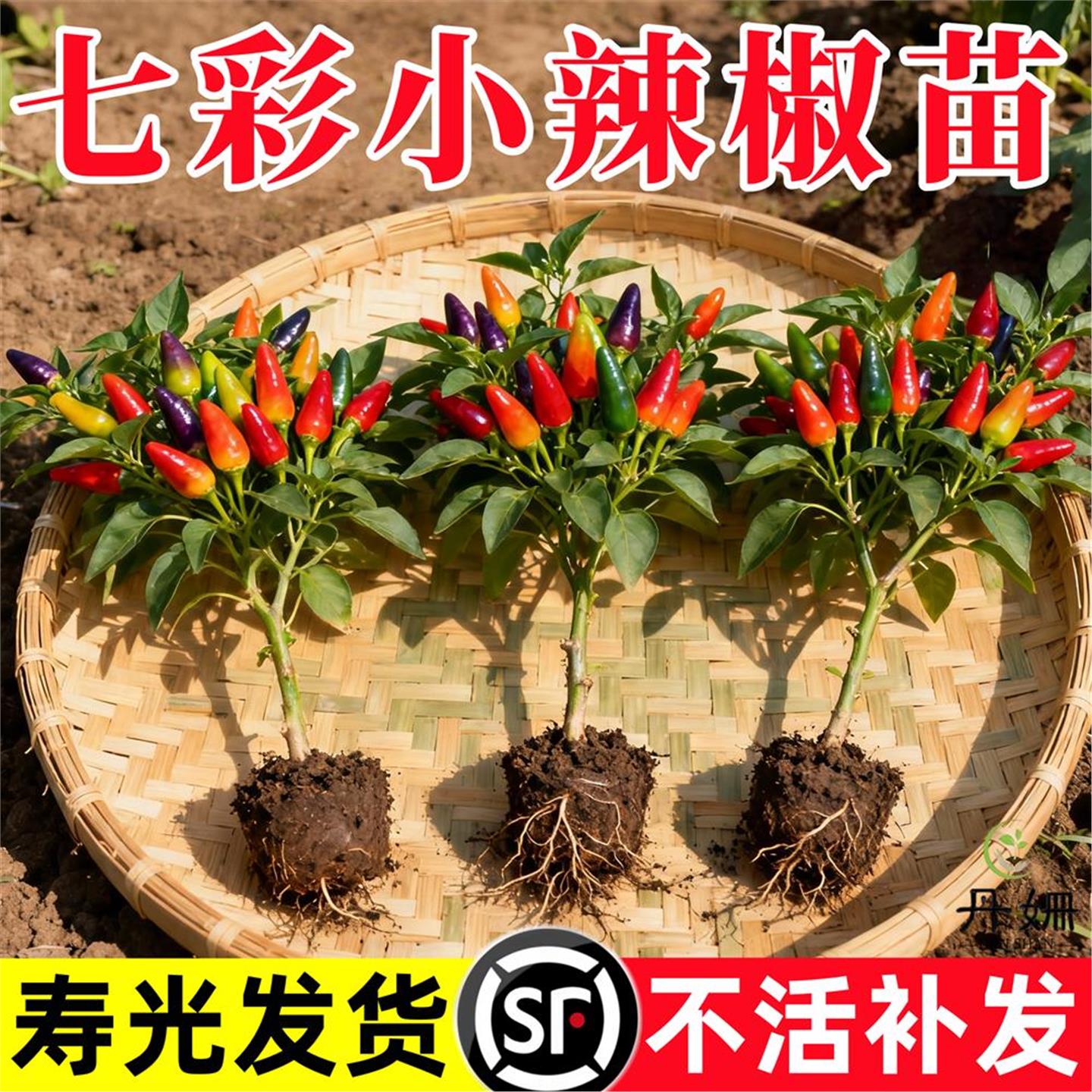 七彩观赏辣椒苗秧簇生盆栽