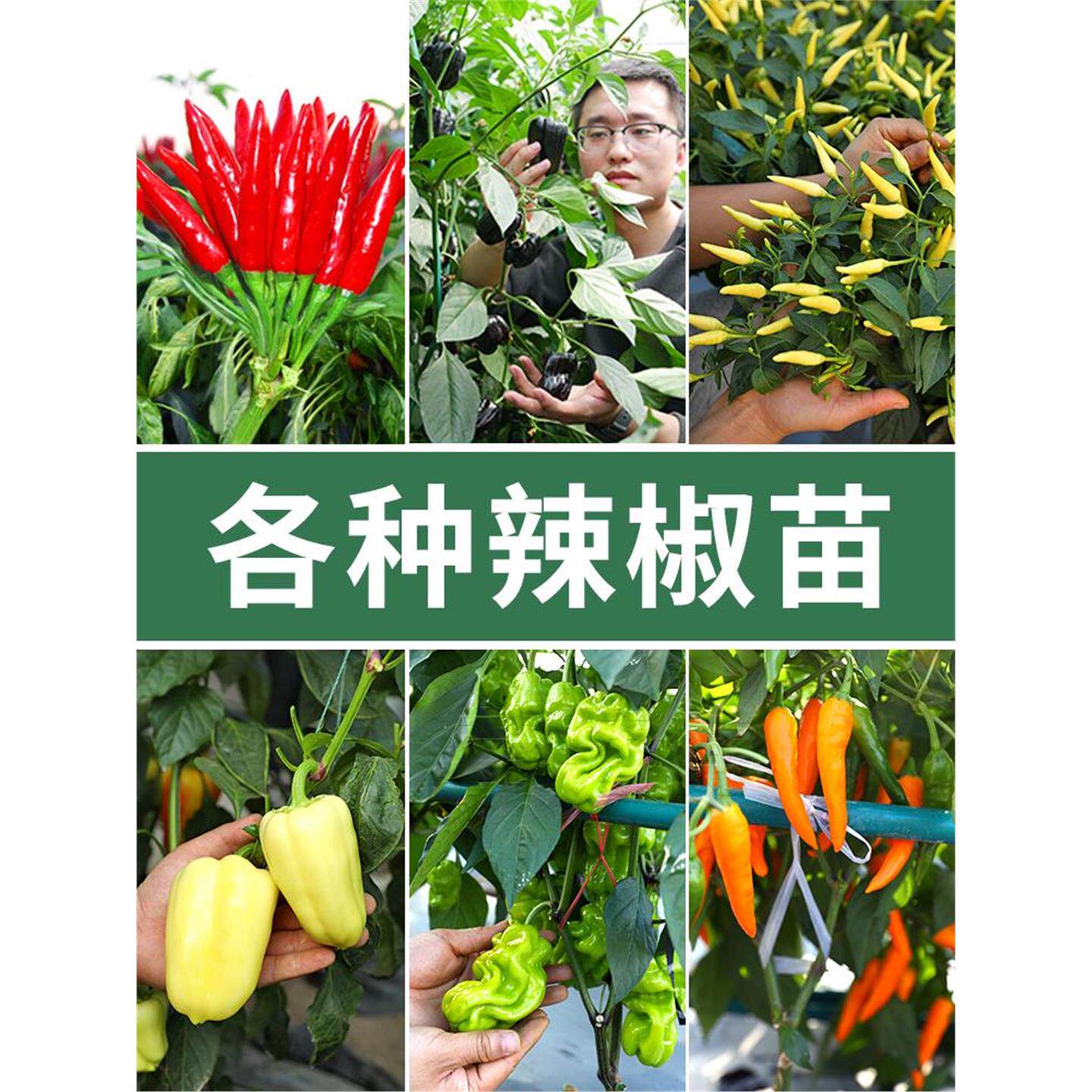 辣椒苗种子小米树朝天春季