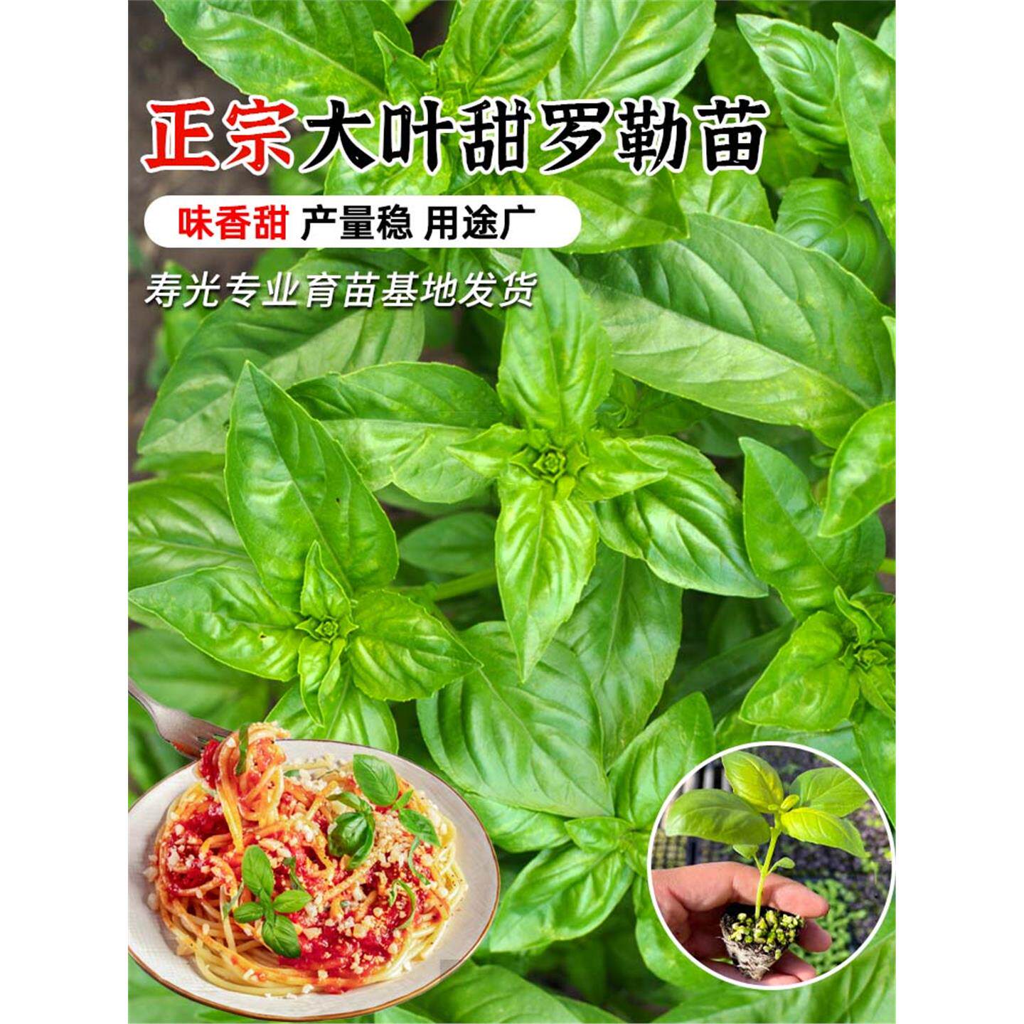 大叶罗勒苗秧带土球香草九