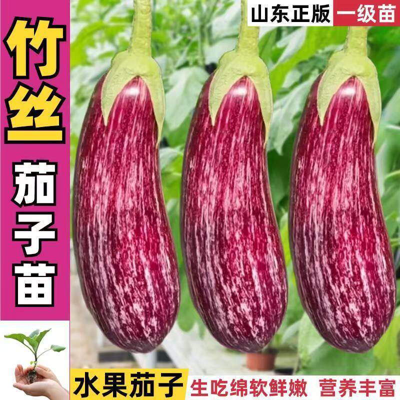 糯甜竹丝茄子苗秧花金面包