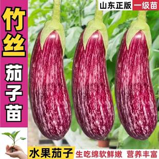 糯甜竹丝茄子苗秧花茄子苗金丝面包茄种子四季高产香甜紫红色耐热