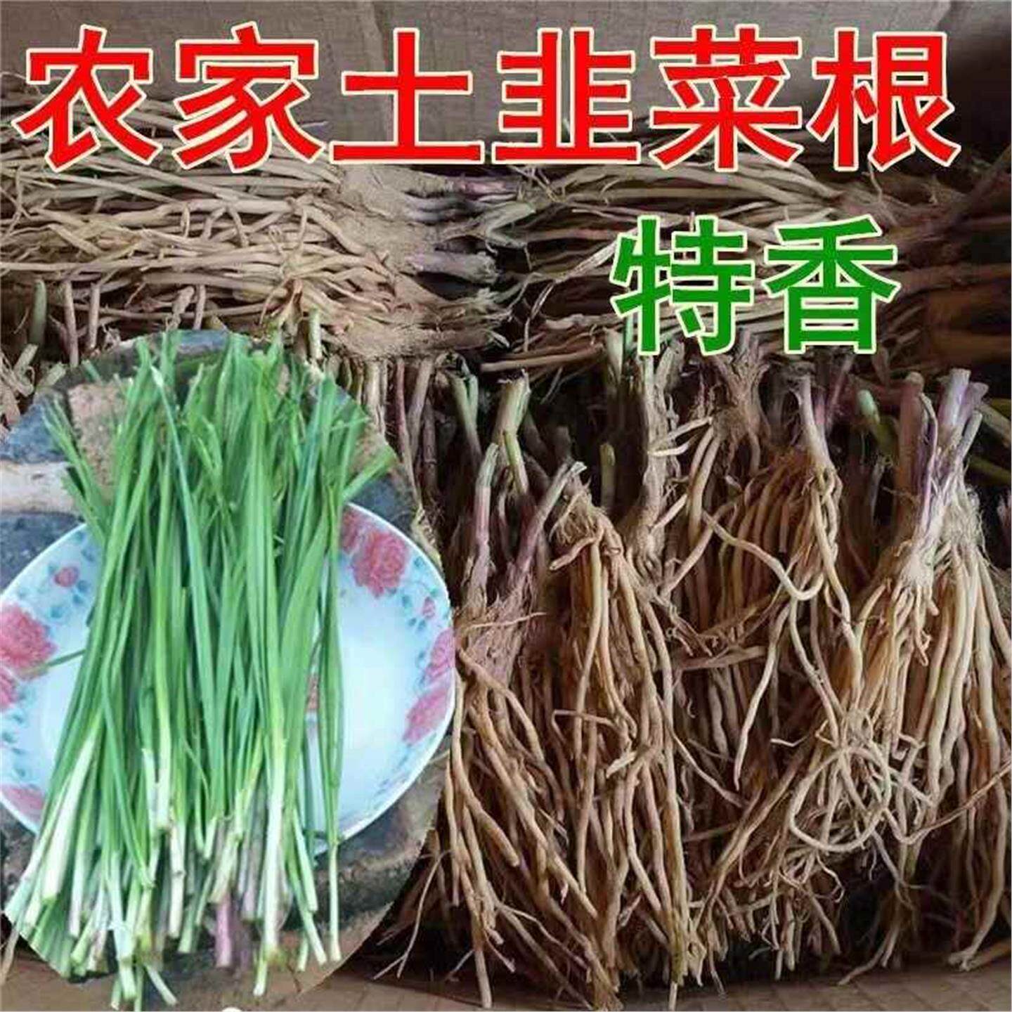 韭菜根苗现挖紫小叶老品种