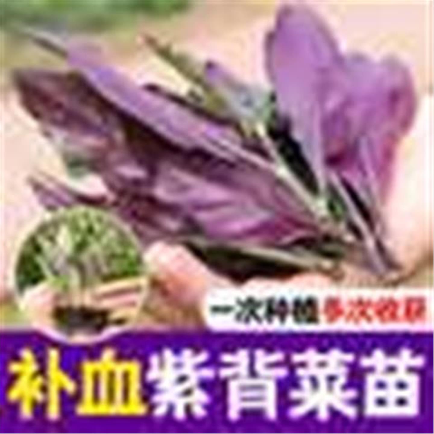 紫背菜阳台盆栽四季蔬观音
