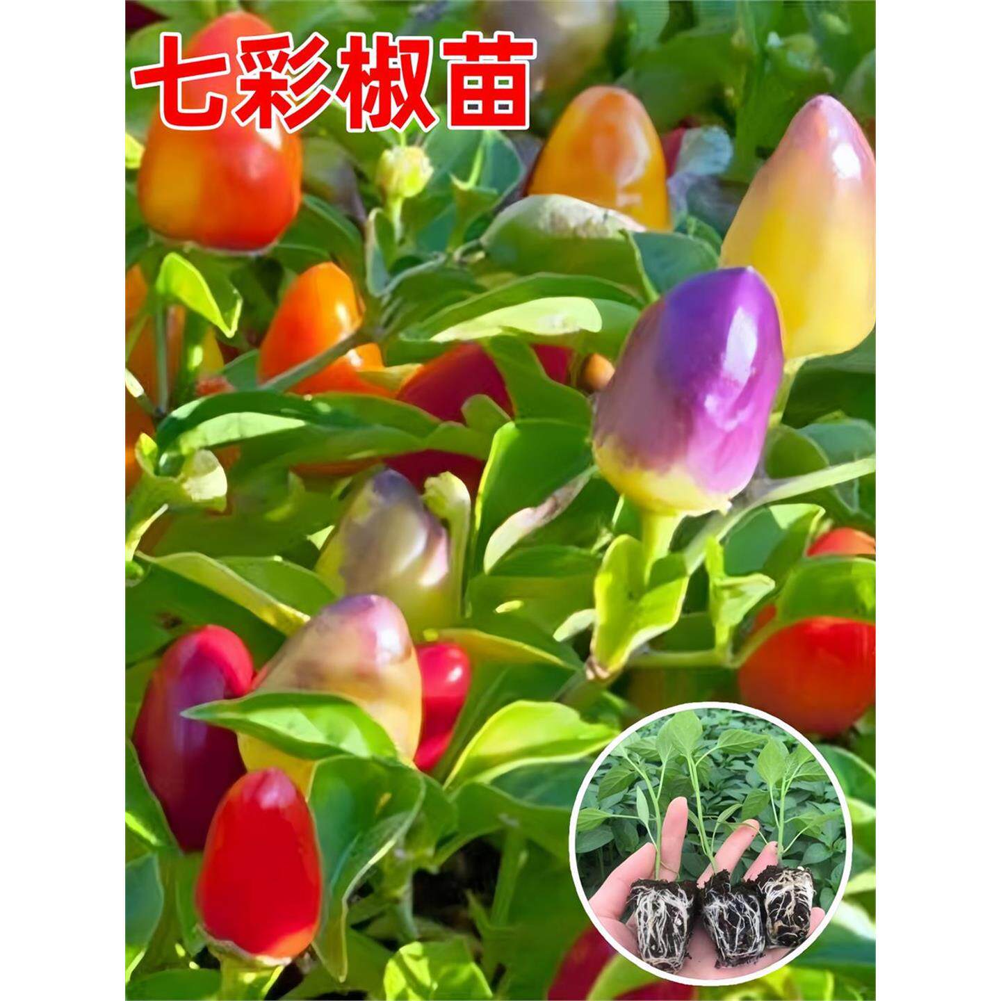 七彩椒苗辣秧多尖春秋四季