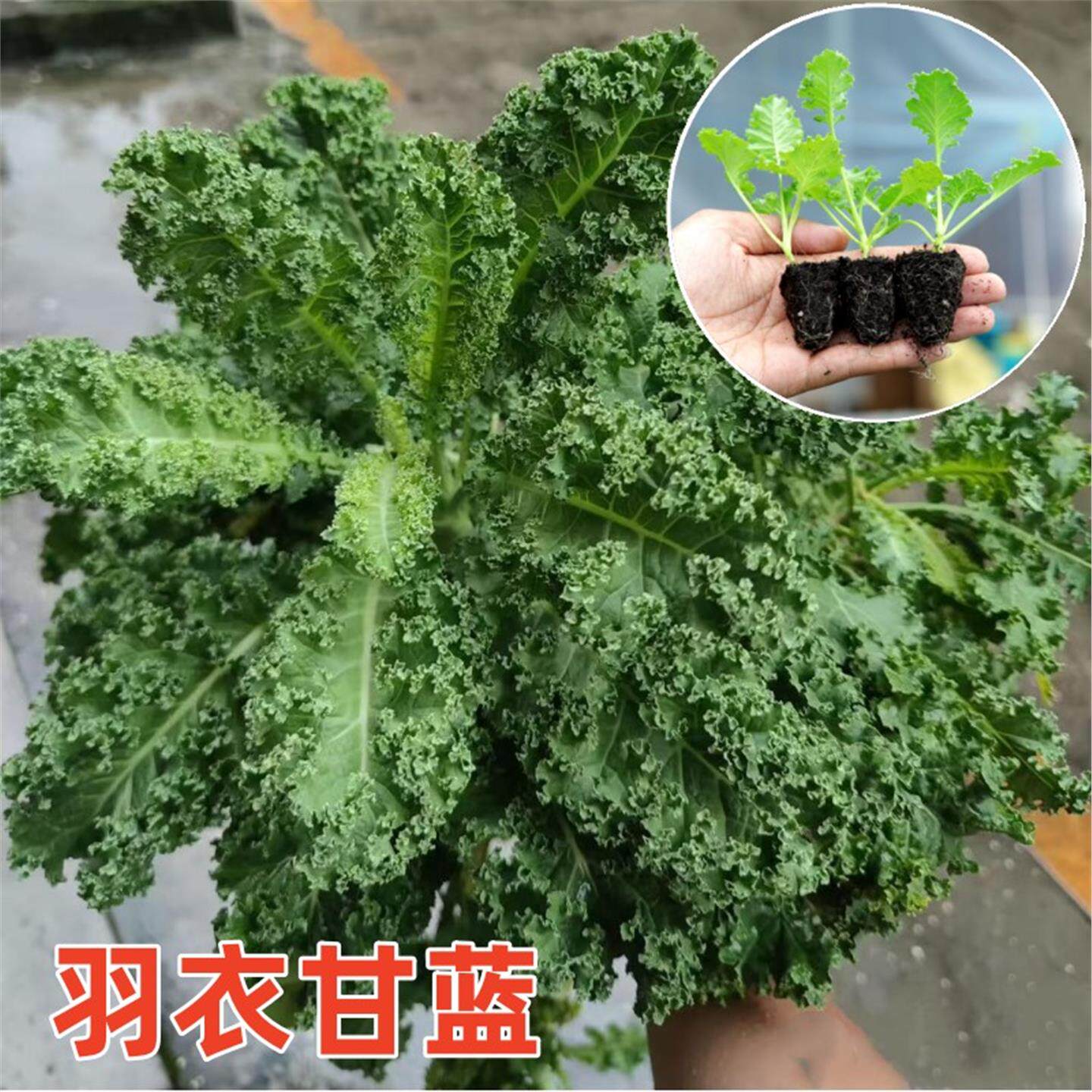 羽衣甘蓝苗秧蔬菜大全四季