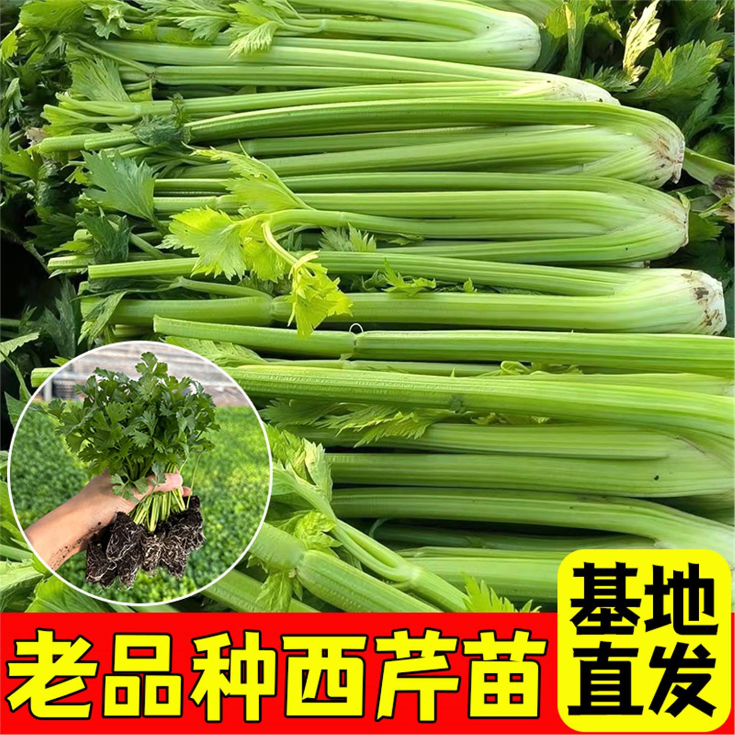 芹菜苗西子四季老品种皇后
