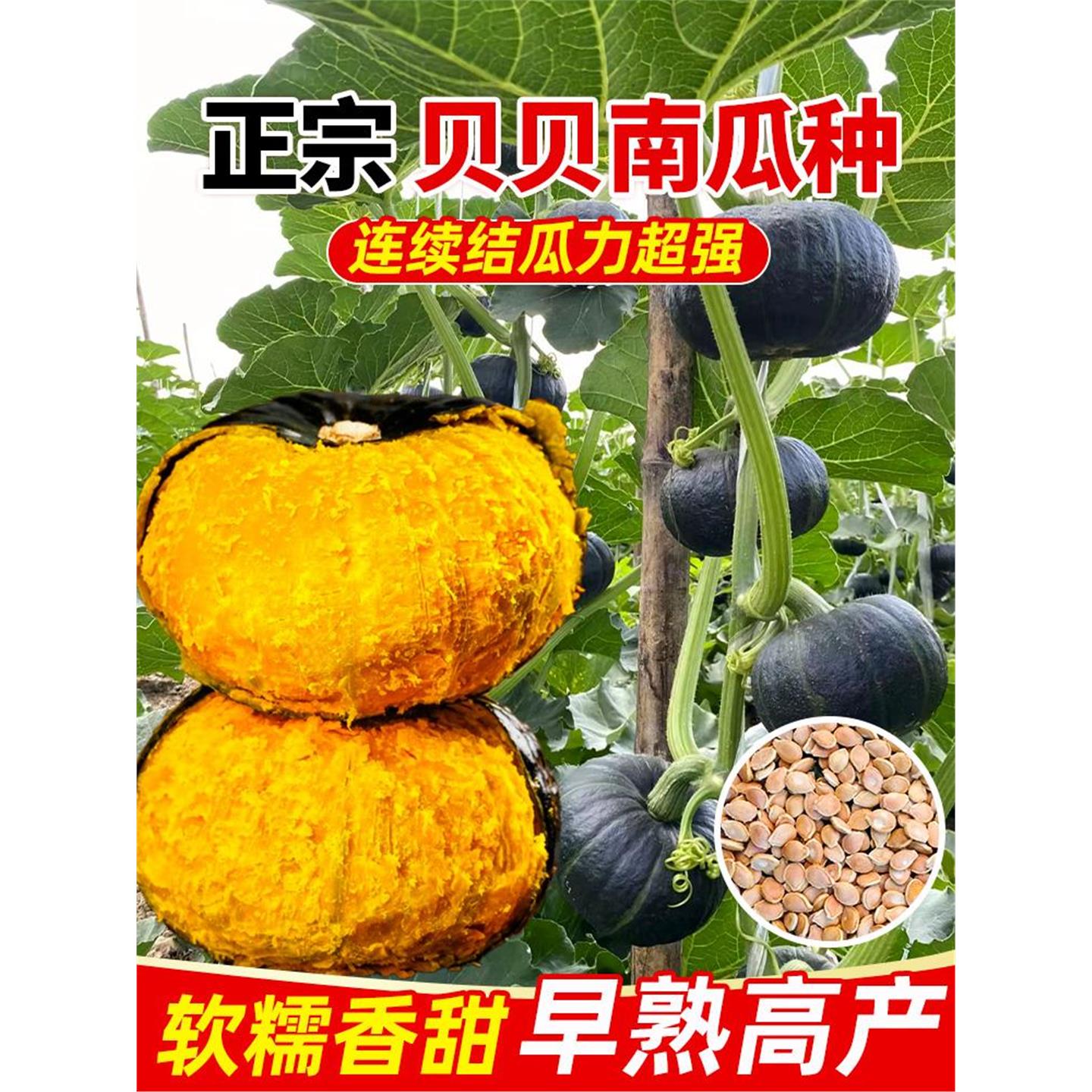 贝南瓜种子新品超甜板栗味