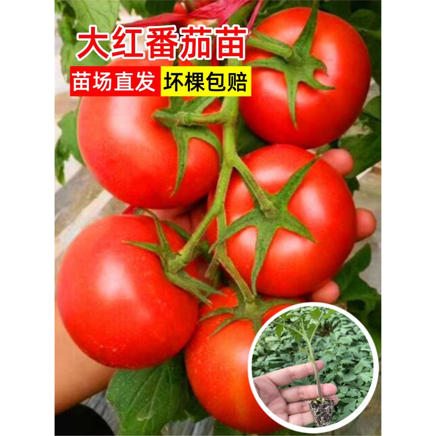 硬果大红番茄苗秧石头老品