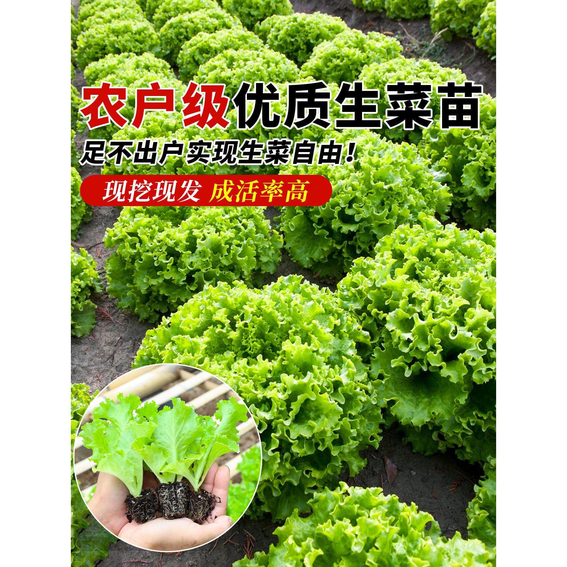 奶油生菜苗秧带土秋冬耐寒