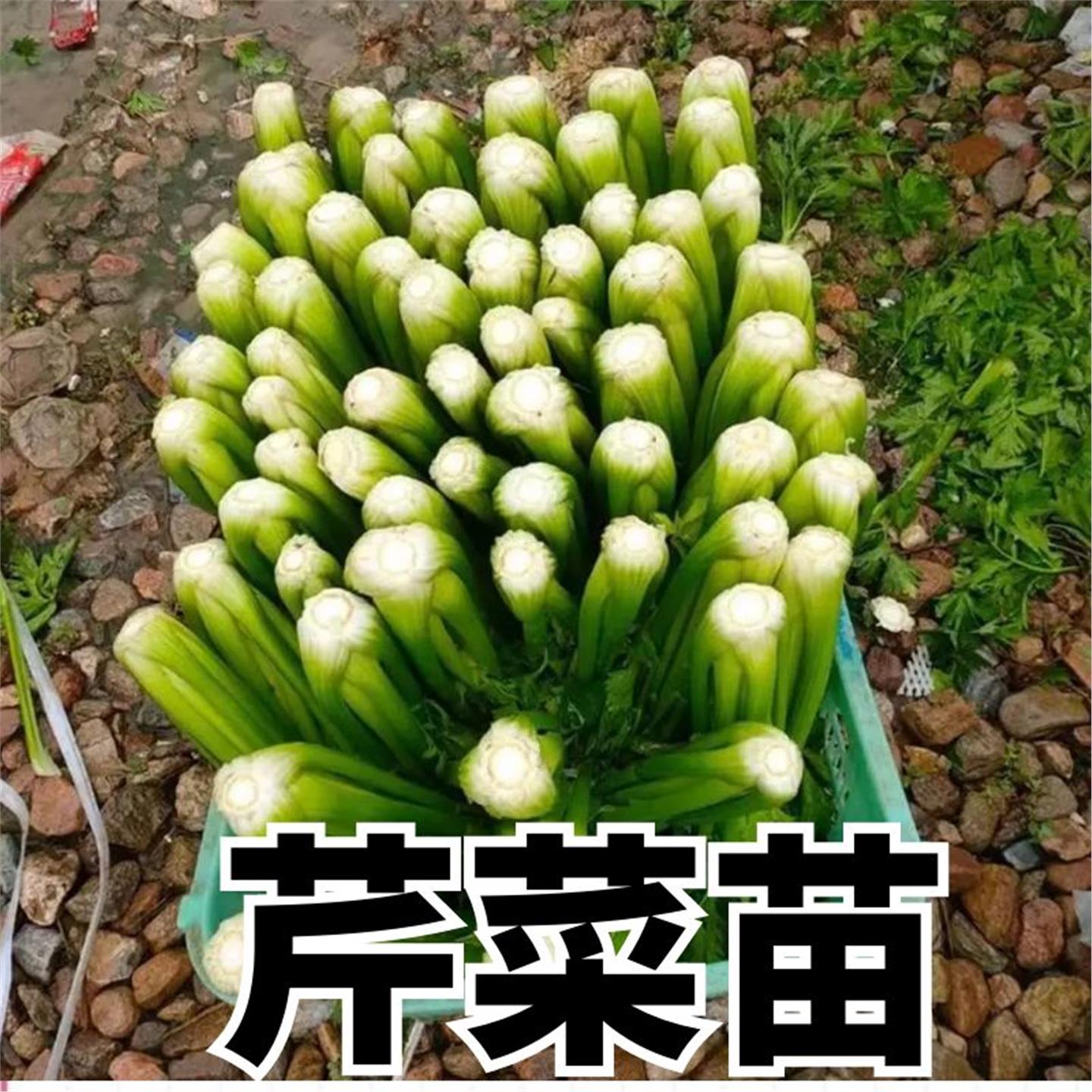 芹菜苗四季小香秧西白根盆