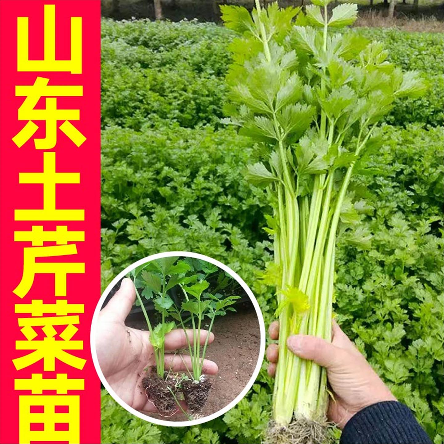 四季山东土芹菜苗秧味更浓