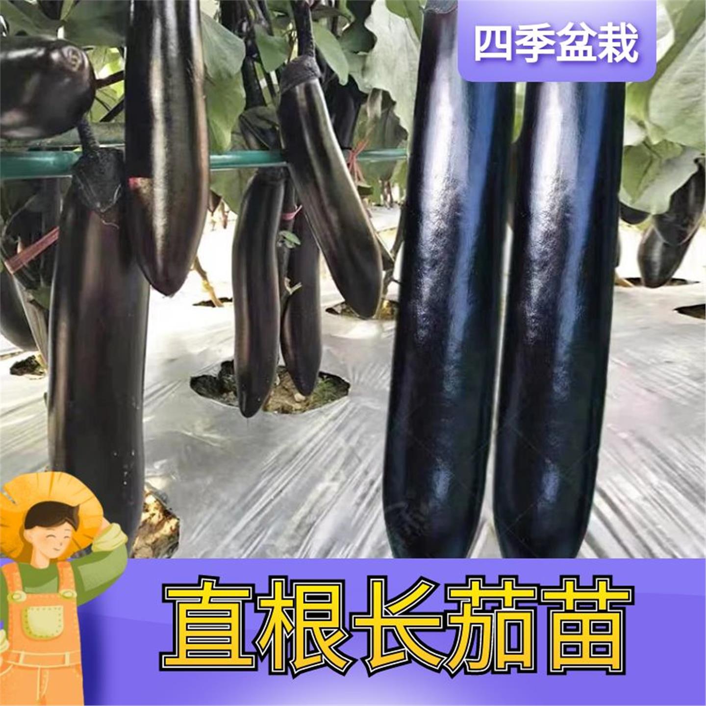 茄子苗蔬菜幼秧黑贵人长种