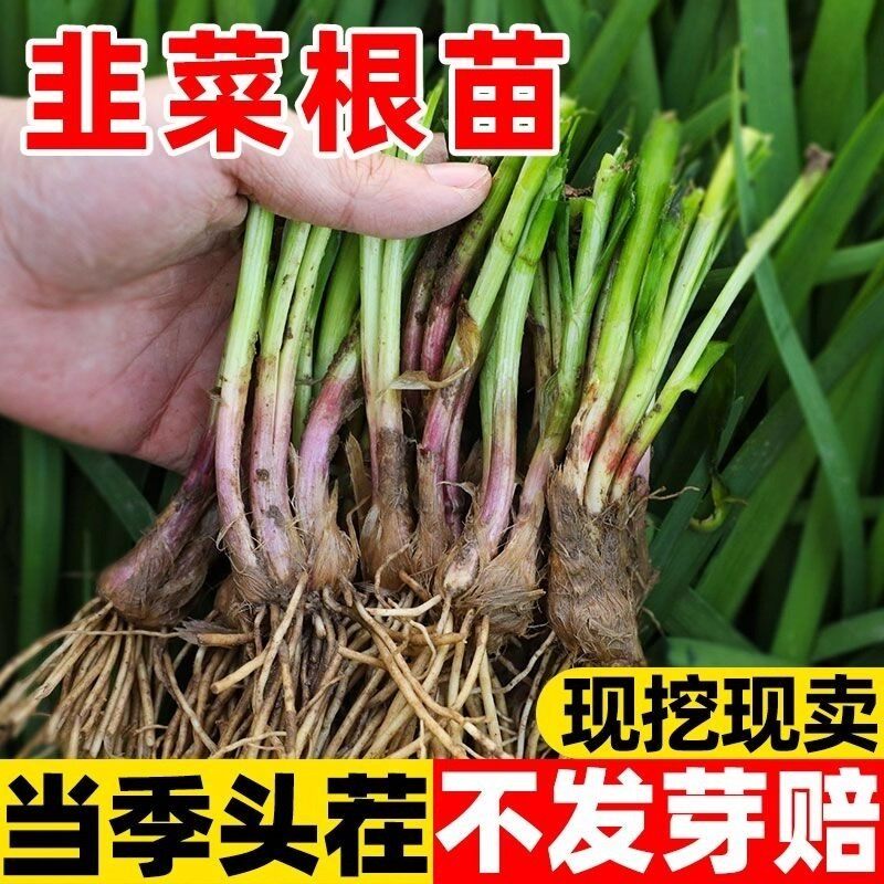 韭菜根香小叶老品种紫红细