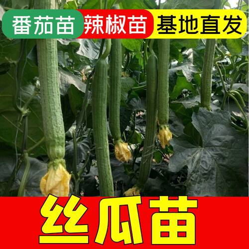 丝瓜苗子丝瓜秧苗四季蔬菜苗