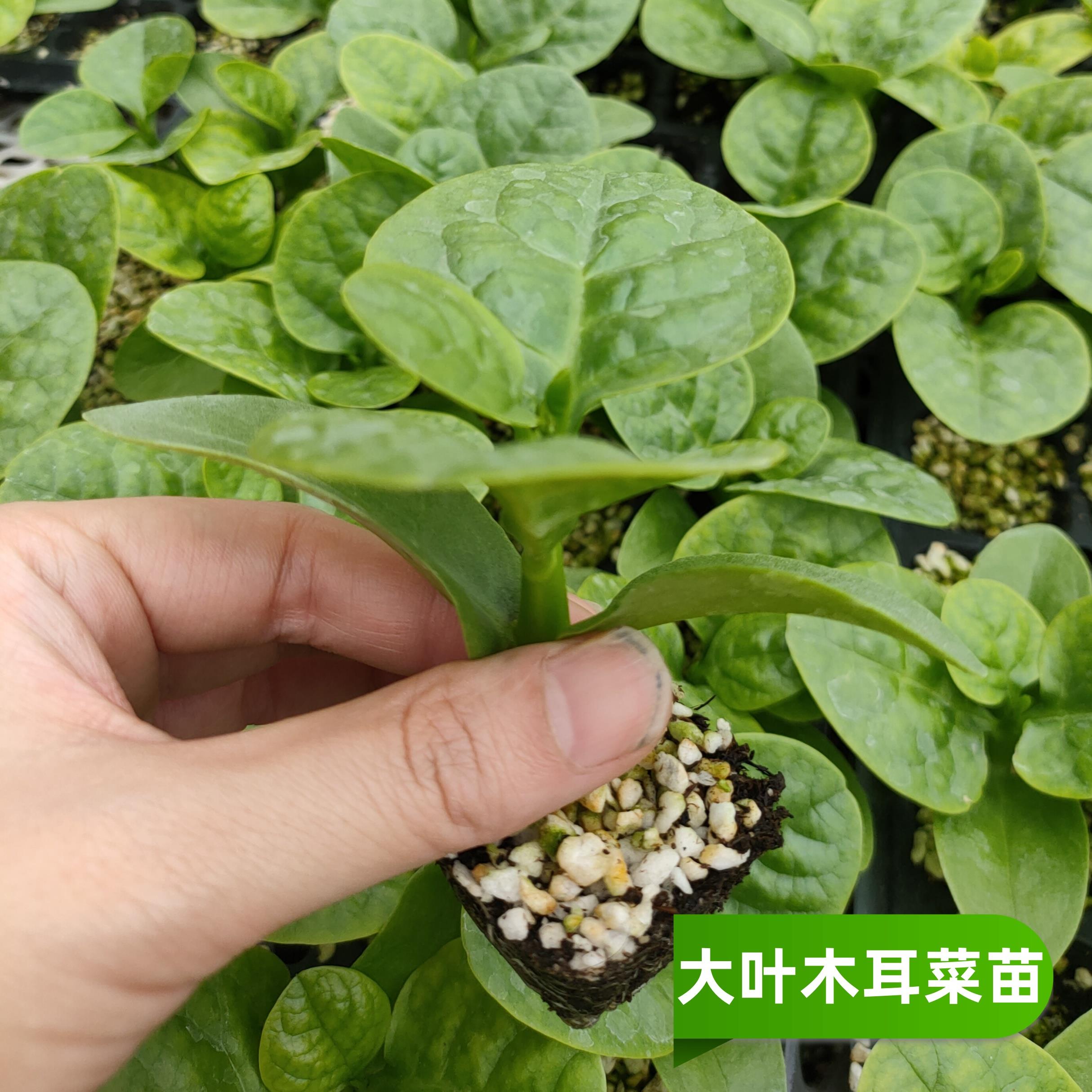 寿光四季大叶木耳菜苗小青