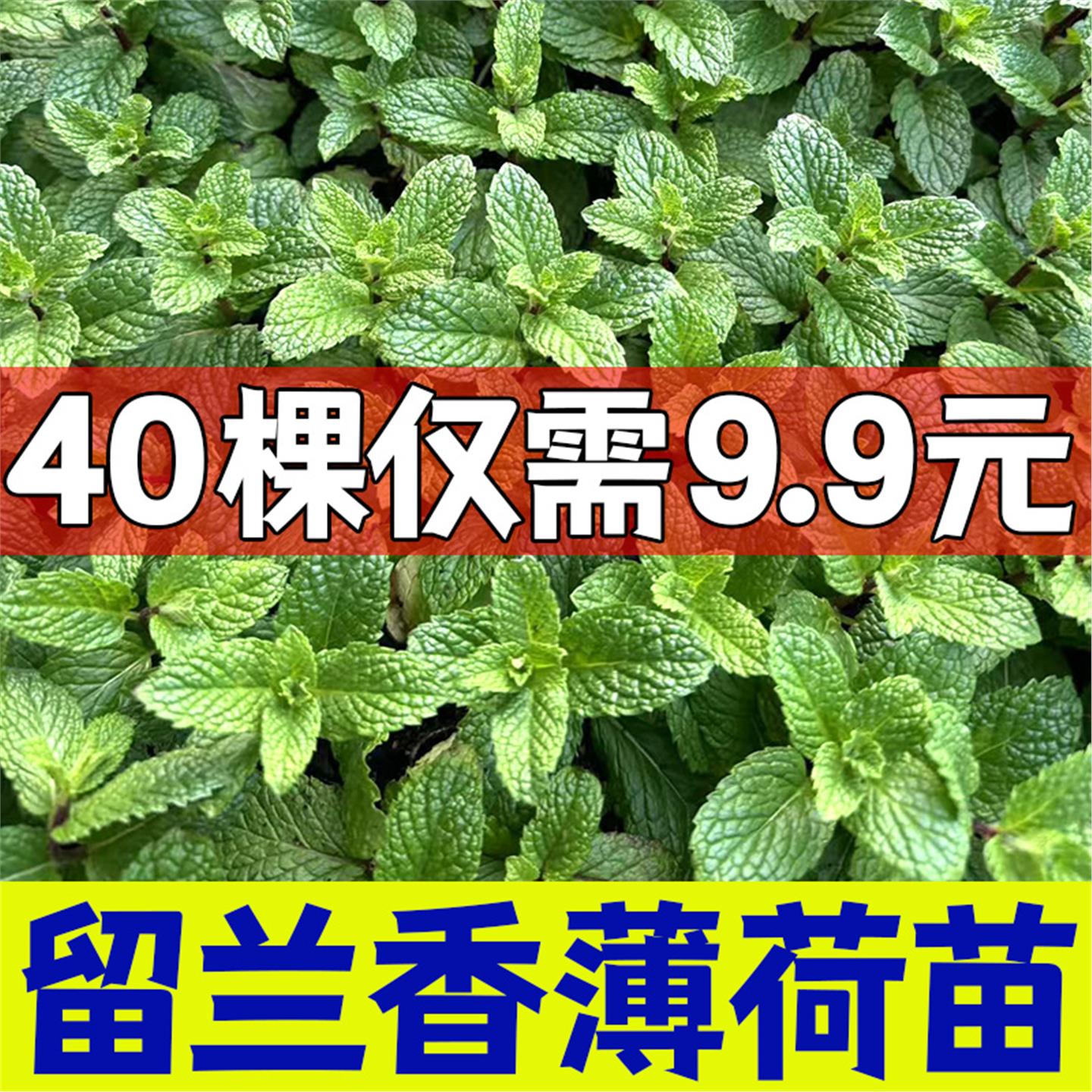 留兰香薄荷苗可食用室内植