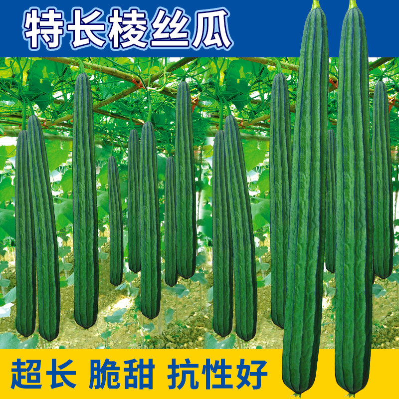 特长棱角丝瓜种子八水阳台