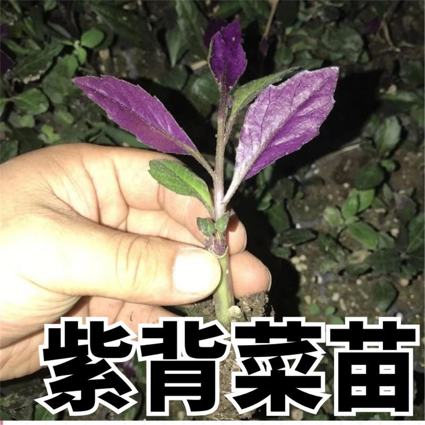紫背菜苗天葵种观音秧血皮