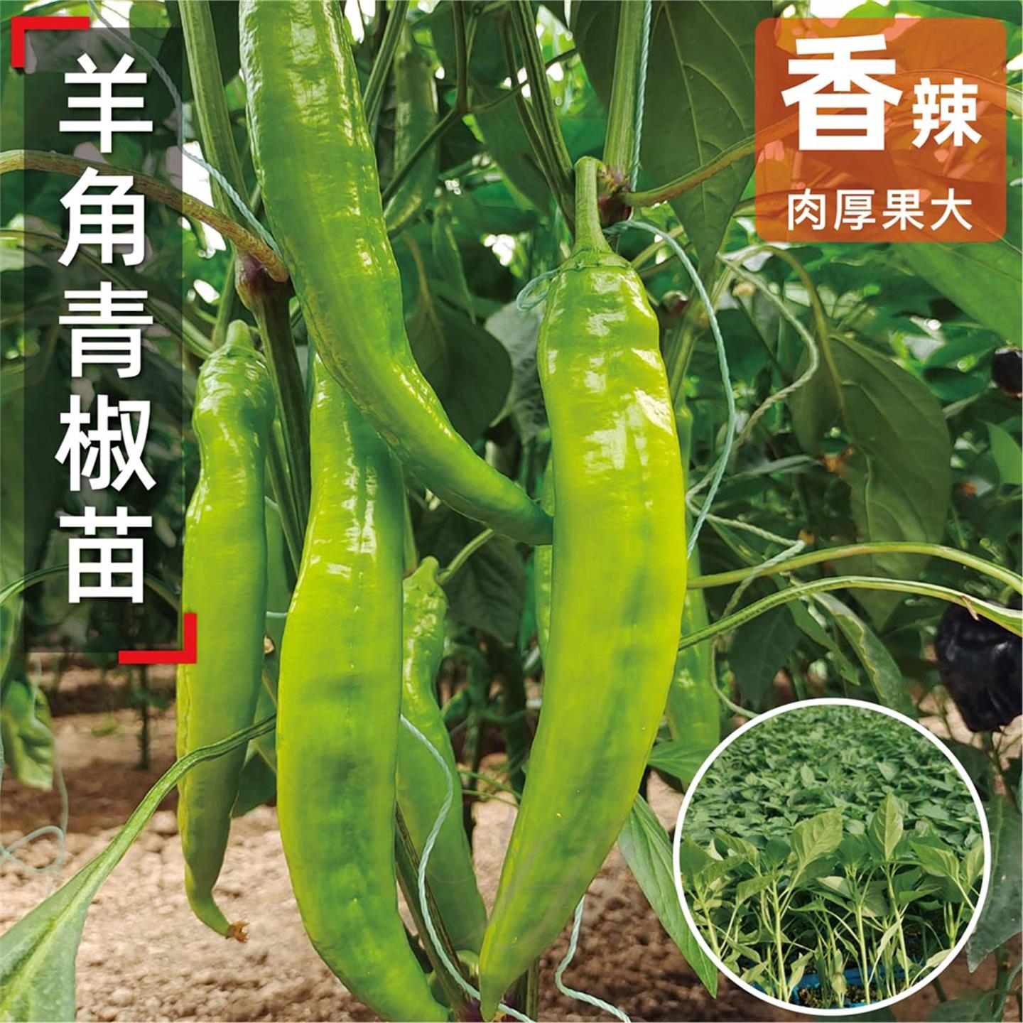 羊角尖椒种子苗青红两用方