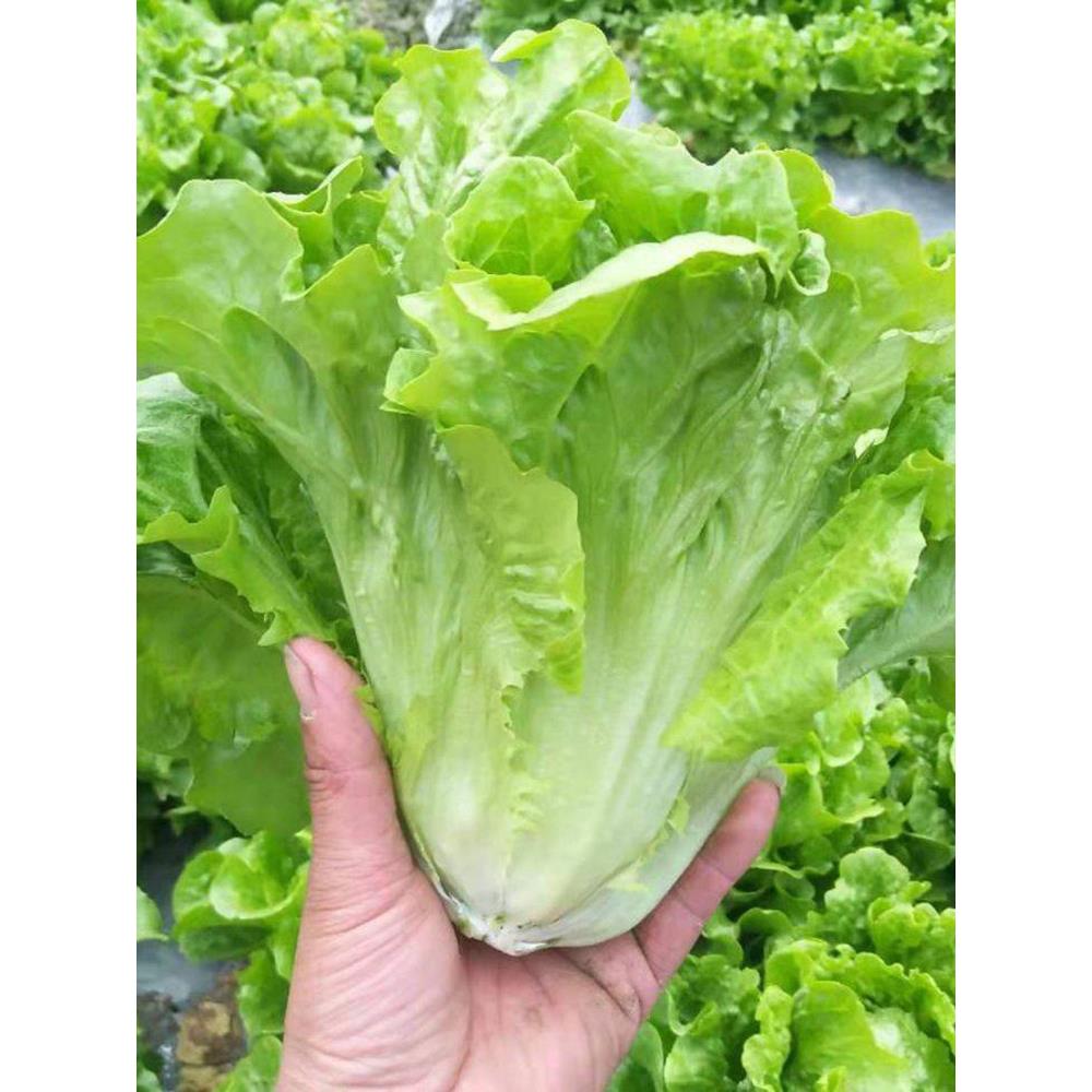 意大利生菜种子全水培籽四