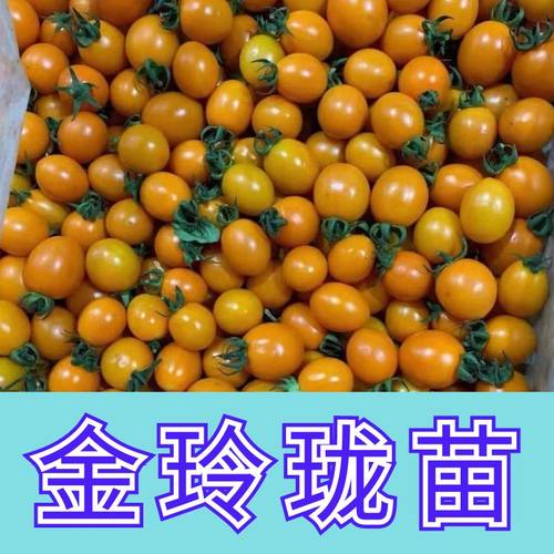 正宗高产金玲珑苗阳台盆栽
