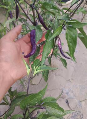 紫色卡宴蓝线椒香辣椒苗蔬菜苗番茄苗茄子苗超 辣断魂椒鬼椒苗