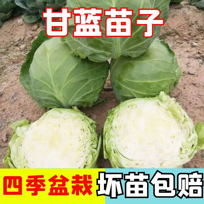 甘蓝苗子甘蓝秧苗四季蔬菜苗