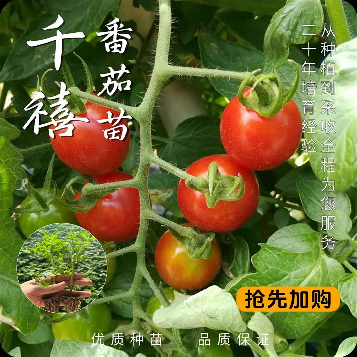 四季小番茄种子苗千禧圣女