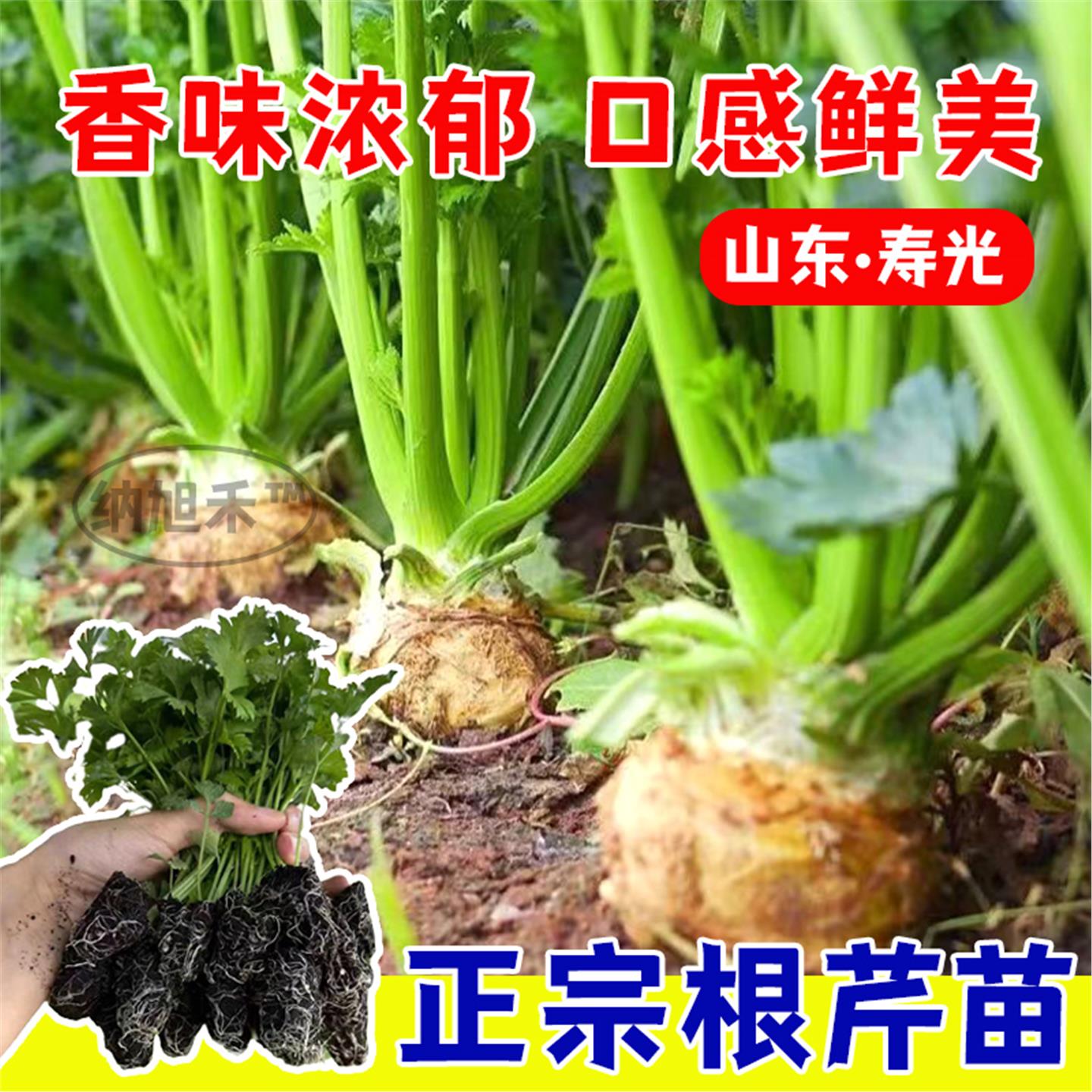 根芹苗菜四季小香水西盆栽
