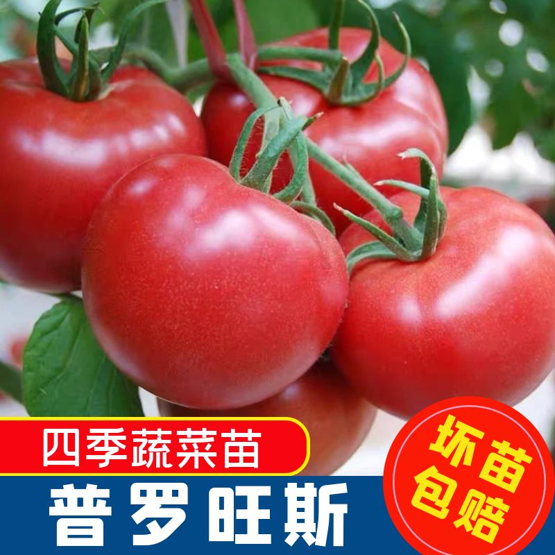番茄种子种籽孑苗普罗旺斯西红柿四季蔬菜水果菜苗秧大全菜籽秧苗