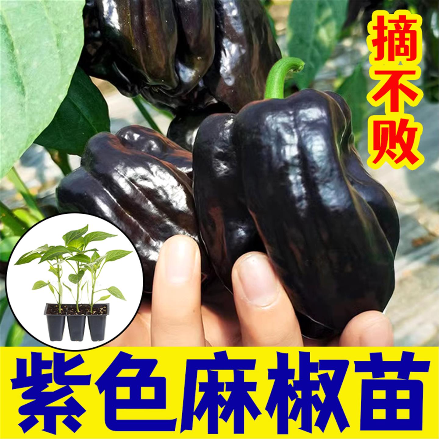 紫彩辣椒种子苗秧孑麻盆栽