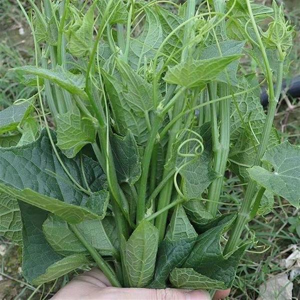 好吃丝瓜尖种子龙须菜耐热