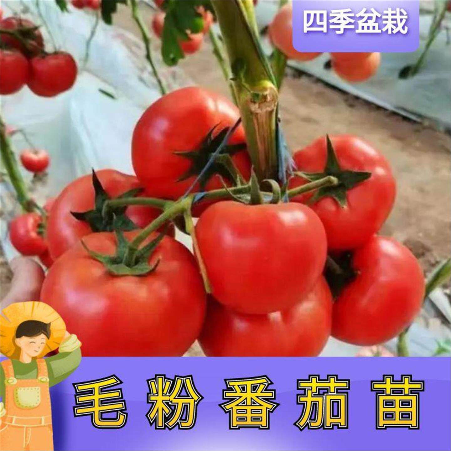 老品种番茄苗秧沙瓤西红柿