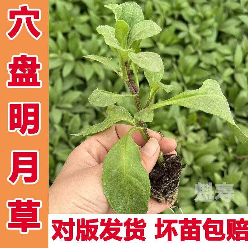 明月草秧苗长寿菜富贵盆栽