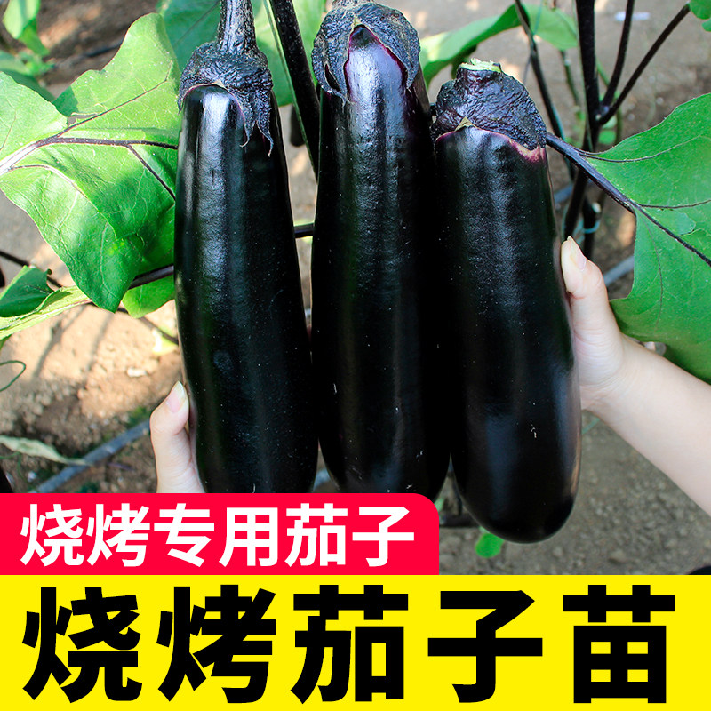 寿光烧烤茄子苗秧种特大号