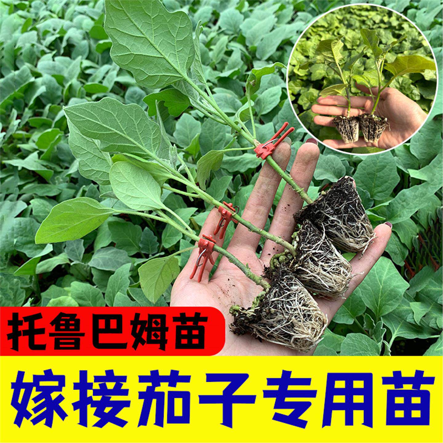 茄子砧木种苗托鲁巴姆抗青