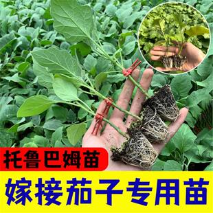 茄子砧木种苗托鲁巴姆抗青枯病抗死棵抗病强野生茄子砧木