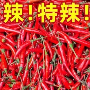 自留种湖南小米辣椒种子小米椒超辣土红椒朝天椒小尖椒小米七星椒