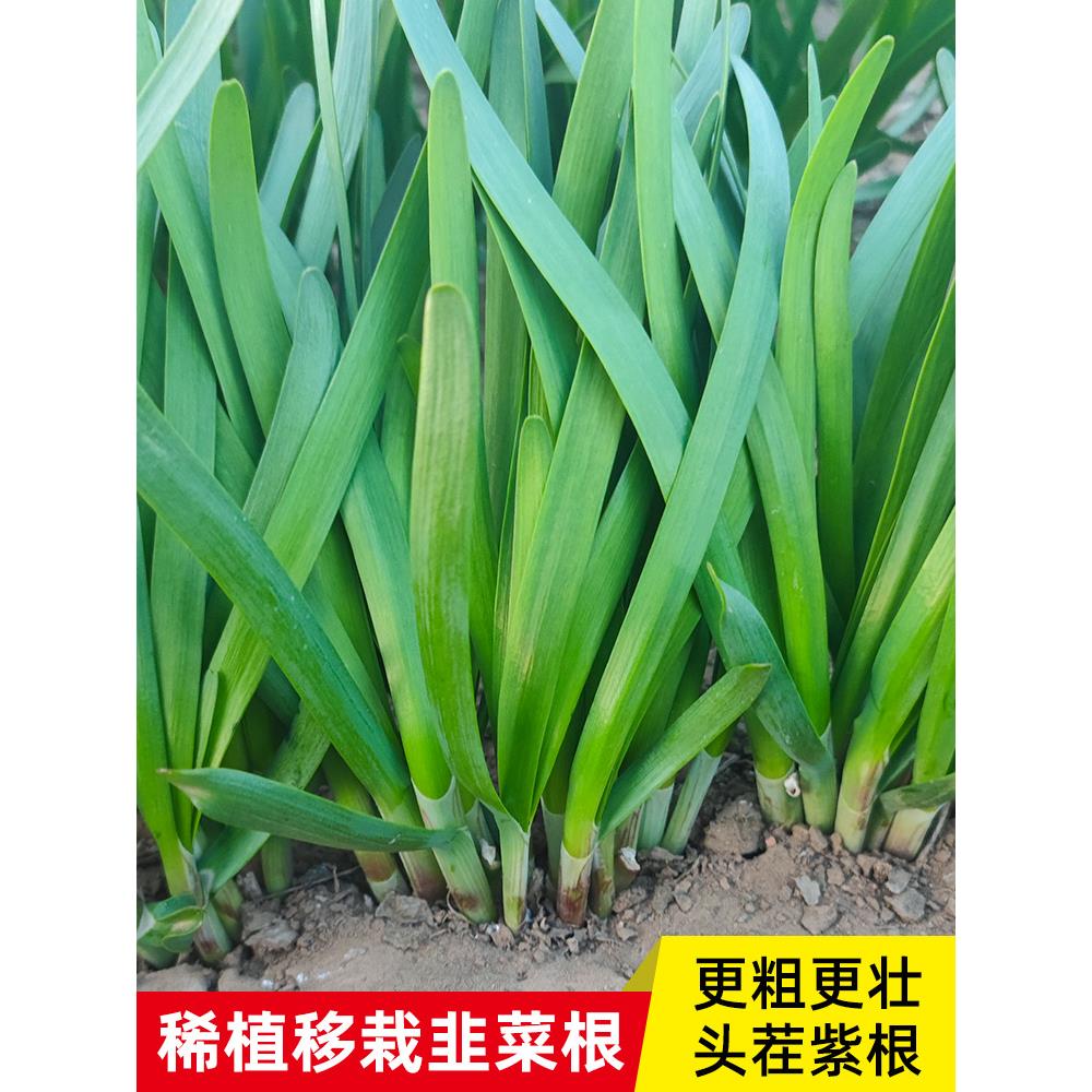 现挖红根宽叶韭菜苗四季紫