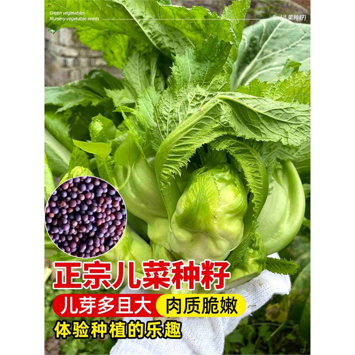 儿菜种籽娃娃菜抱子芥菜四季秋冬南北方露地阳台好养蔬菜种籽大全