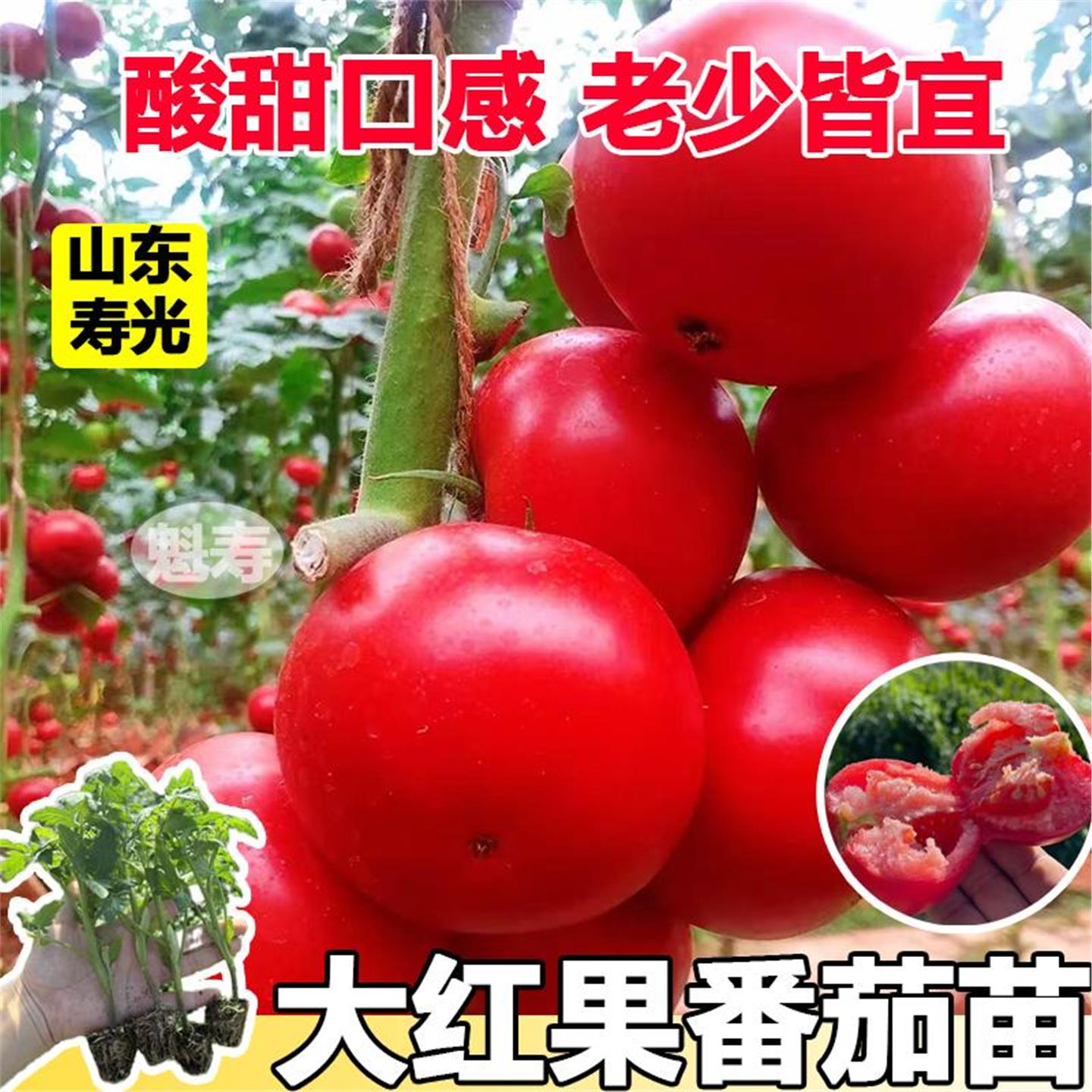 大红番茄秧苗阳台盆栽子樱