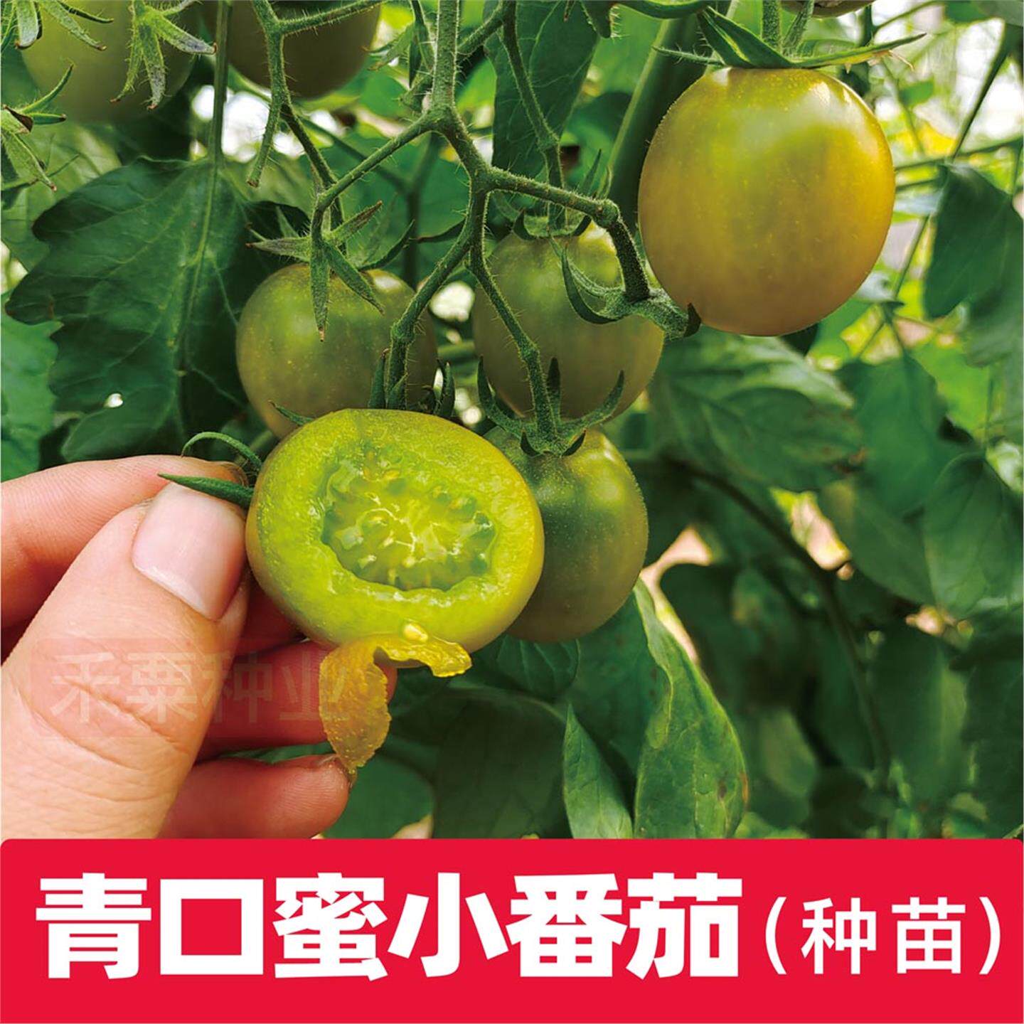 青口蜜樱桃小番茄秧苗种子