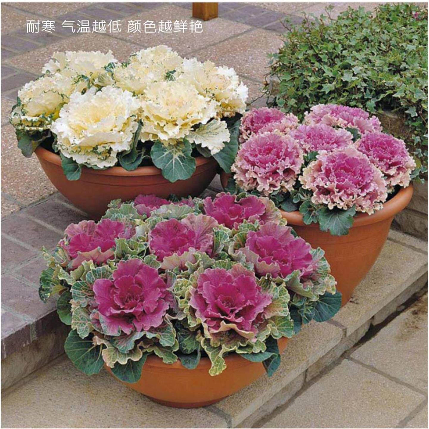 羽衣甘蓝盆栽苗阳台庭院花