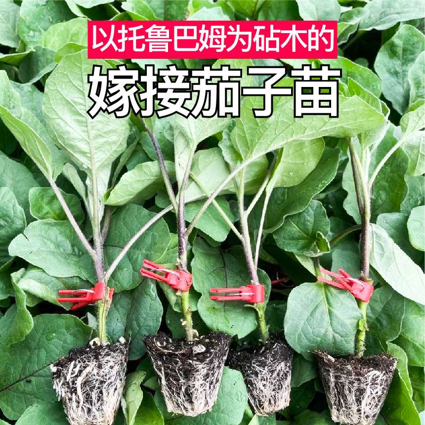 山东寿光嫁接大龙长茄子苗