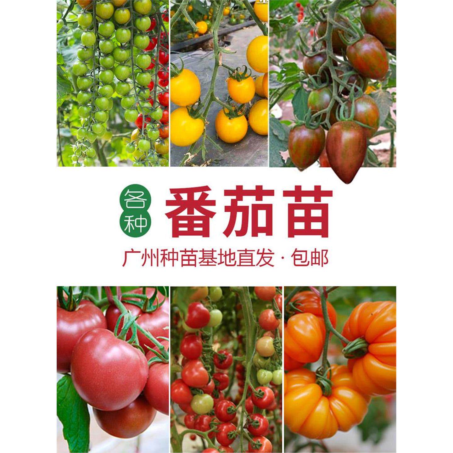 小番茄苗西红柿千禧圣女果