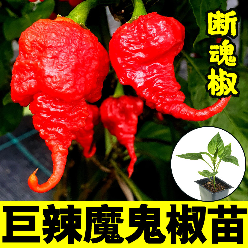 早熟特辣巨魔鬼椒苗印度断