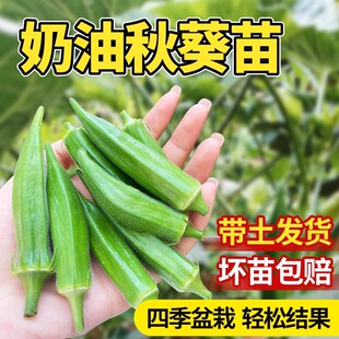 秋葵苗秧苗水果秋葵种籽子四季阳台盆栽蔬菜苗种子红黄葵高产早熟